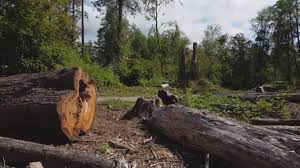 Best Stump Grinding and Removal  in Big Bear Lake, CA